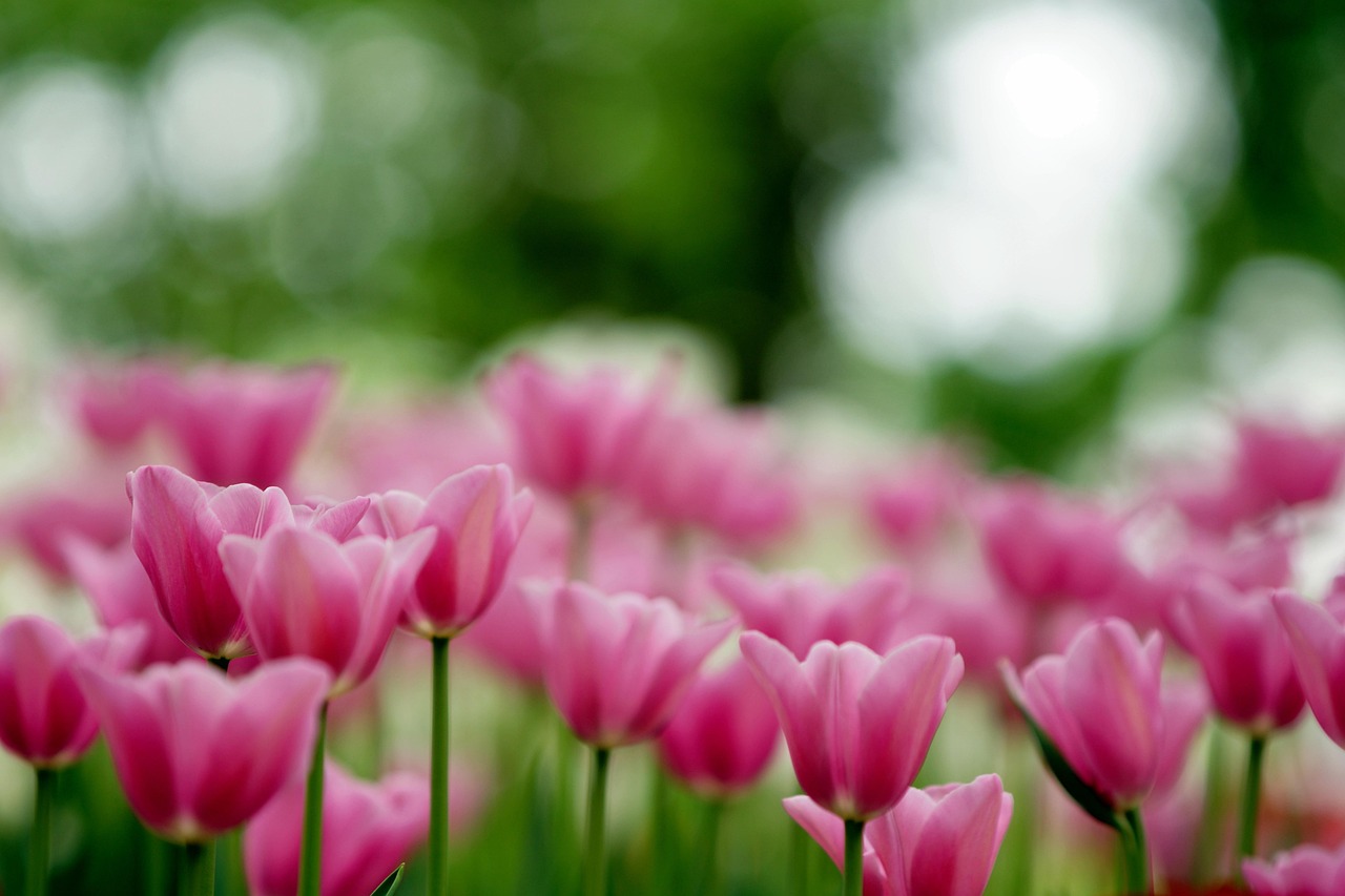 IMPIANTO ELETTRICO PER GIARDINO